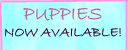 Puppies