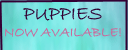 Puppies
