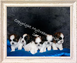 picture of puppies